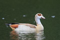 Egyptian Goose